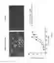 Fig. 03 - Compounds That Modulate Oxidative Stress