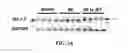 Fig. 05 - Treating Arrhythmia with Mitochondrial-Targeted Antioxidants
