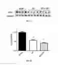 Fig. 09 - Treating Arrhythmia with Mitochondrial-Targeted Antioxidants