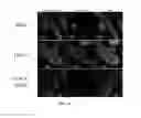 Fig. 11 - Treating Arrhythmia with Mitochondrial-Targeted Antioxidants
