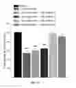 Fig. 12 - Treating Arrhythmia with Mitochondrial-Targeted Antioxidants