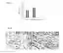 Fig. 07 - PHARMACEUTICAL COMPOSITION AND METHOD FOR REGENERATING MYOFIBERS IN THE TREATMENT OF MUSCLE INJURIES