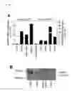 Fig. 17 - NOVEL MESENCHYMAL STEM CELL SURFACE MARKER