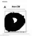 Fig. 02 - MESENCHYMAL STEM CELL PARTICLES
