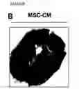 Fig. 03 - MESENCHYMAL STEM CELL PARTICLES