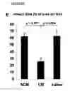 Fig. 06 - MESENCHYMAL STEM CELL PARTICLES