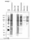 Fig. 20 - MESENCHYMAL STEM CELL PARTICLES