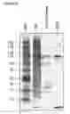 Fig. 21 - MESENCHYMAL STEM CELL PARTICLES