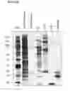Fig. 22 - MESENCHYMAL STEM CELL PARTICLES