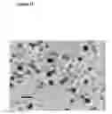 Fig. 26 - MESENCHYMAL STEM CELL PARTICLES