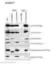 Fig. 30 - MESENCHYMAL STEM CELL PARTICLES