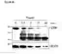 Fig. 33 - MESENCHYMAL STEM CELL PARTICLES