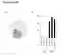 Fig. 37 - MESENCHYMAL STEM CELL PARTICLES
