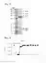Fig. 03 - Bacteriophage and composition comprising same