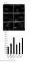 Fig. 02 - TISSUE REGENERATION PROMOTER