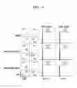Fig. 20 - COMPOSITION FOR PREVENTING OR TREATING STAPHYLOCOCCUS AUREUS INFECTION