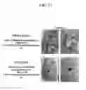Fig. 44 - COMPOSITION FOR PREVENTING OR TREATING STAPHYLOCOCCUS AUREUS INFECTION