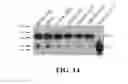 Fig. 16 - Methods and Compositions of P27KIP1 Transcriptional Modulators
