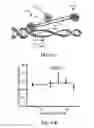 Fig. 19 - Methods and Compositions of P27KIP1 Transcriptional Modulators