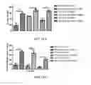 Fig. 23 - Methods and Compositions of P27KIP1 Transcriptional Modulators