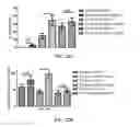 Fig. 25 - Methods and Compositions of P27KIP1 Transcriptional Modulators