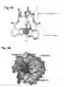 Fig. 14 - Mutant NGAL proteins and uses thereof