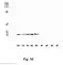 Fig. 17 - Mutant NGAL proteins and uses thereof