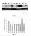 Fig. 20 - Mutant NGAL proteins and uses thereof