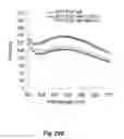 Fig. 37 - Mutant NGAL proteins and uses thereof