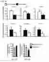 Fig. 05 - MODULATION OF ESTROGEN RECEPTOR-RELATED RECEPTOR GAMMA (ERR GAMMA) AND USES THEREFOR