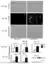 Fig. 06 - MODULATION OF ESTROGEN RECEPTOR-RELATED RECEPTOR GAMMA (ERR GAMMA) AND USES THEREFOR