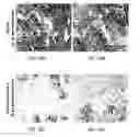 Fig. 63 - Therapeutic uses of modified FGF-21 polypeptides