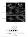 Fig. 07 - CARDIAC MUSCLE FUNCTION AND MANIPULATION