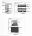 Fig. 02 - USE OF PHOSPHORYLATION PATHWAY-RELATED FACTOR IN REGULATING FUNCTION OF REGULATORY T CELL