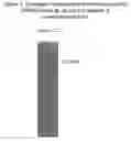 Fig. 02 - Mitrecin a polypeptide with antimicrobial activity
