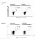 Fig. 31 - Peptides and combination of peptides for use in immunotherapy against various cancers
