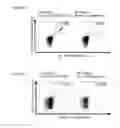 Fig. 31 - NOVEL PEPTIDES AND COMBINATION OF PEPTIDES FOR USE IN IMMUNOTHERAPY AGAINST VARIOUS CANCERS