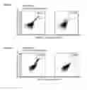 Fig. 33 - Peptides and combination of peptides for use in immunotherapy against various cancers