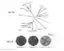 Fig. 05 - Nucleic acid molecules encoding ferritin-hemagglutinin fusion proteins
