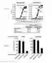 Fig. 06 - Nucleic acid molecules encoding ferritin-hemagglutinin fusion proteins