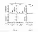 Fig. 09 - Nucleic acid molecules encoding ferritin-hemagglutinin fusion proteins