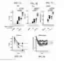Fig. 12 - Nucleic acid molecules encoding ferritin-hemagglutinin fusion proteins