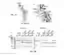 Fig. 16 - Nucleic acid molecules encoding ferritin-hemagglutinin fusion proteins