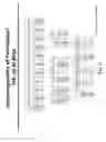 Fig. 19 - Nucleic acid molecules encoding ferritin-hemagglutinin fusion proteins