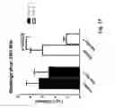 Fig. 22 - Nucleic acid molecules encoding ferritin-hemagglutinin fusion proteins