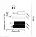 Fig. 23 - Nucleic acid molecules encoding ferritin-hemagglutinin fusion proteins