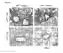 Fig. 09 - PHARMACEUTICAL COMBINATIONS FOR IMMUNOTHERAPY