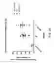 Fig. 32 - Methods for inhibiting fibrosis in a subject in need thereof