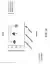 Fig. 43 - Methods for inhibiting fibrosis in a subject in need thereof