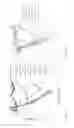 Fig. 13 - Antibodies useful in passive influenza immunization, and compositions, combinations and methods for use thereof